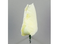 Tulipan główka 9x4,5cm KREMOWA #01 - 1 szt