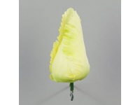 Tulipan główka 9x4,5cm KREMOWO-ZIELONA #02 - 1 szt