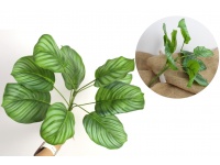 Bukiet, bukiecik KALATEA wys. 30 cm (6 liści silikonowych 13x11 cm) zielony w paski
