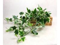 Bukiet liści BLUSZCZ wys. 80 cm, 6 łodyg ciemno ZIELONY z białymi końcówkami