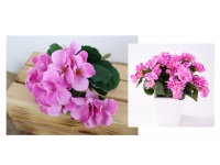 Bukiet PELARGONIA wys. 26 cm 5 łodyg (kwiat 5,5 cm) RÓŻOWA