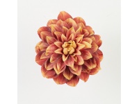 Dalia główka 3D PRINT 17 cm CZERWONO-POMARAŃCZOWA #52 - 1 szt