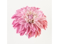 Dalia główka 3D PRINT 14,5 cm RÓŻOWO KREMOWA #04 - 1 szt