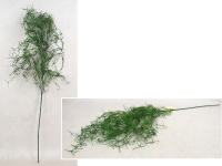 Gałązka ala ASPARAGUS 4 ramiona, wys 103 cm - ZIELONA