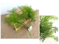 Gałązka ASPARAGUS silikonowa wys. 40 cm, 7 łodyg ZIELONA