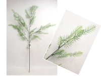 Gałązka ASPARAGUS wys. 85 cm ZIELONA