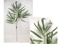 Gałązka piankowa ALOES wys. 100 cm, 4 ramiona ZIELONY