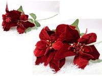 Gwiazda betlejemska welurowa, POINSECJA CZERWONA wys. 65 cm dwa kwiaty 17-20 cm