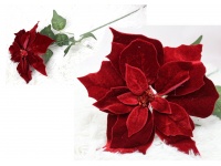 Gwiazda betlejemska welurowa, POINSECJA CZERWONA wys. 70 cm jeden kwiat 25 cm
