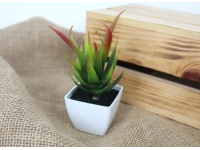 Kwiat ALOES w doniczce 14x5,5 cm ZIELONO CZERWONY