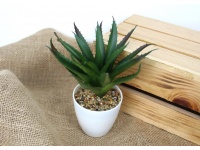 Kwiat ALOES w doniczce 18x7,5 cm ZIELONY