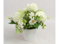 Kwiat CHRYZANTEMA w białej doniczce wys. 20 cm (kwiat 6,5x3 cm) ŚMIETANOWA