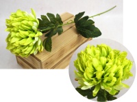 Kwiat CHRYZANTEMA wys. 63 cm (kwiat 15x7 cm) - ZIELONO-ŻÓŁTA #L