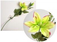 Kwiat CLEMATIS łodyga wys. 56 cm główka 12 cm + pąk ZIELONO RÓŻOWY