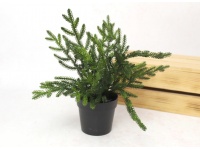 Kwiat, drzewko sikonowe PE ŚWIERK w doniczce wys. 25 cm CIEMNO ZIELONY