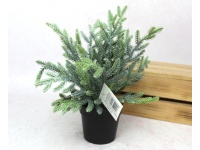 Kwiat, drzewko sikonowe PE ŚWIERK w doniczce wys. 25 cm SZARO ZIELONY