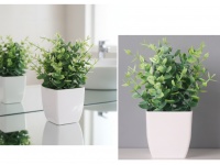 Kwiat EUKALIPTUS w plastikowej doniczce wys. 18 cm - 1 szt