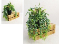 Kwiat EUKALIPTUS, zwis w czarnej doniczce wys. 30 cm