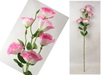 Kwiat EUSTOMA wys. 85 cm (6 kwiatów 7-5,5 cm) BIAŁA z różowymi brzegami