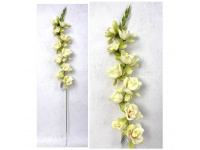 Kwiat FREZJA wys. 80 cm (10 główek 5-8 cm) KREMOWO RÓŻOWY