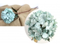 Kwiat HORTENSJA marmurkowa drzewiasta podłużna wys. 75 cm (kwiat 22 cm) TURKUSOWA