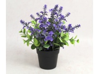 Kwiat LAWENDA, EUKALIPTUS w czarnej doniczce wys. 24 cm