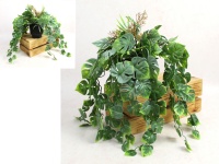Kwiat MONSTERA, zwis w czarnej doniczce wys. 40 cm