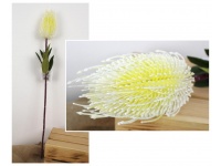 Kwiat OSET, karczoch wys. 70 cm (kolba 14x8 cm) ECRU