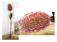 Kwiat OSET, karczoch wys. 70 cm (kolba 14x8 cm) BRUDNY RÓŻ