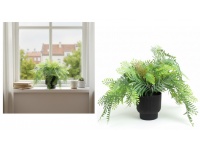 Kwiat PAPROĆ w czarnej doniczce wys. 28 cm