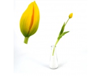 Kwiat pojedynczy TULIPAN gumowany łodyga 37 cm ŻÓŁTO-ZIELONY