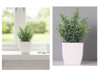 Kwiat ROZMARYN w plastikowej doniczce wys. 19 cm - 1 szt