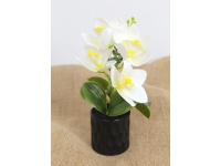 Kwiat STORCZYK w plastikowej doniczce wys. 23 cm (4 główki silikonowe 8x4,5 cm) BIAŁY z żółtym środkiem