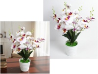 Kwiat STORCZYK w plastikowej doniczce wys. 44 cm (20 główek 8 cm) BIAŁY z różowym środkiem