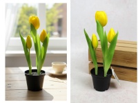 Kwiat TULIPAN gumowy w doniczce 24 cm (3 kwiaty) ŻÓŁTY