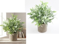 Kwiat w doniczce TRAWA KLONOWA 24x8 cm