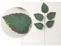 Liść 1-ramienny 5 liści omszony OLCHA brązowo zielony 55 cm - 1 szt