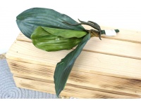 Liść do storczyka z korzeniem 25 cm