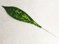 Liść KALATEA silikonowy na piku  wys. 46 cm ZIELONY cieniowany - 1 szt