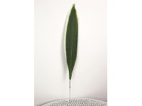 Liść pojedynczy DRACENA 65x8,5 cm ZIELONA z białymi brzegami