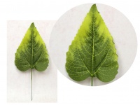 Liść pojedynczy słonecznika z widocznymi żebrami 26 cm liść 17x12 cm - 10 szt