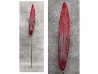mp Liść PODŁUŻNY piankowy wys. 93 cm (liść 43x7,5cm) CZERWONY
