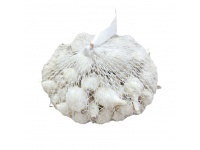 Nasiona Cebula dymka white globe 5-21mm 0,25kg
